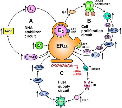 Rosetta Stone for Cancer Cure: Comparison of the Anticancer Capacity of Endogenous Estrogens, Synthetic Estrogens and Antiestrogens